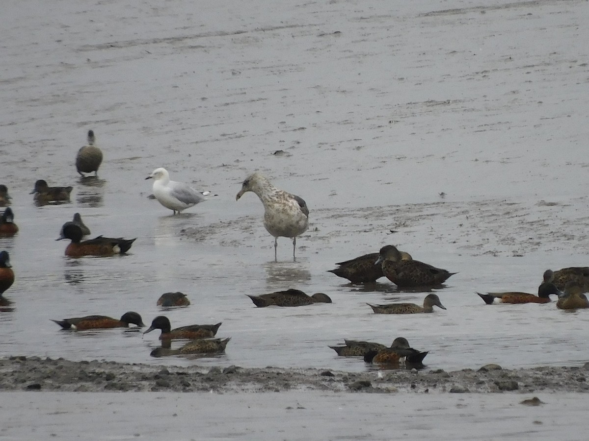 Kelp Gull - ML418441981