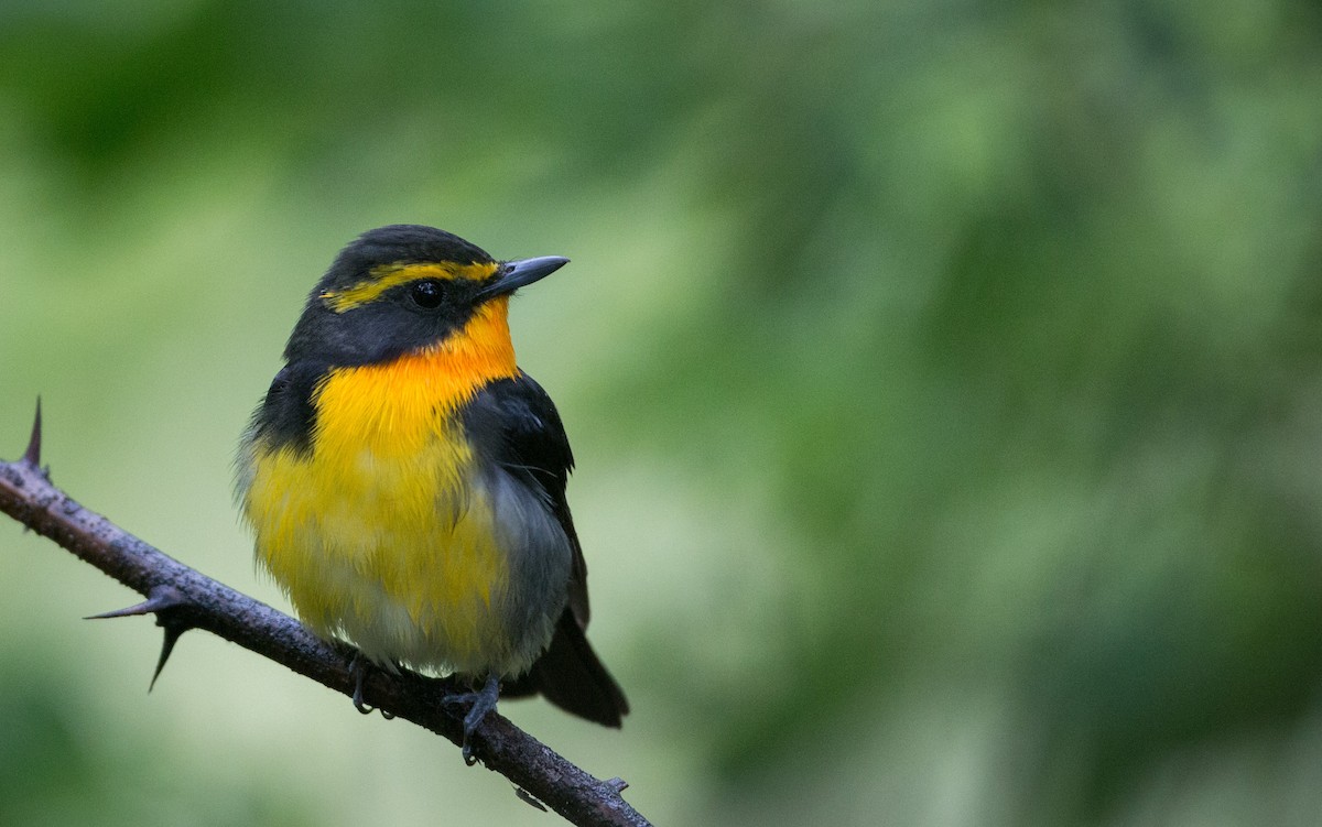 Narcissus Flycatcher - Ian Davies