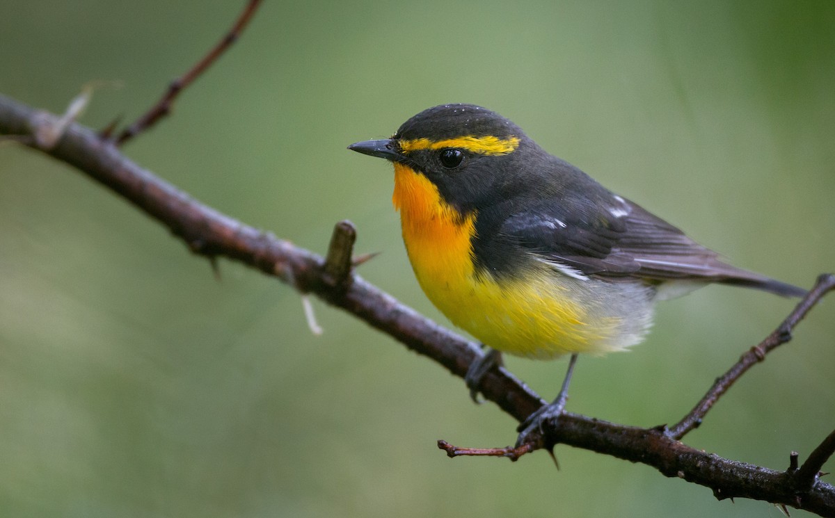 Narcissus Flycatcher - ML41844211