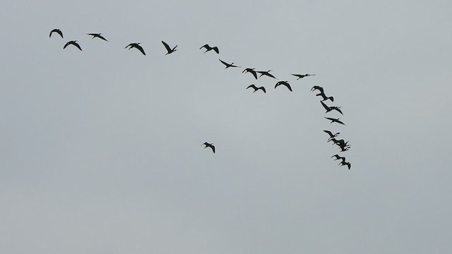 ibis hnědý - ML418443951