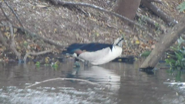 Knob-billed Duck - ML418445001