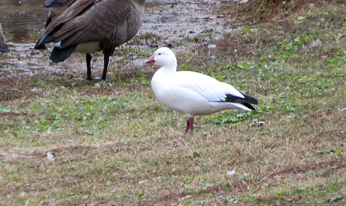 Snow Goose - ML41844651
