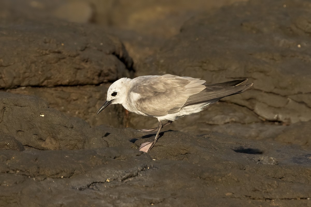 Gray Noddy - Hans Wohlmuth