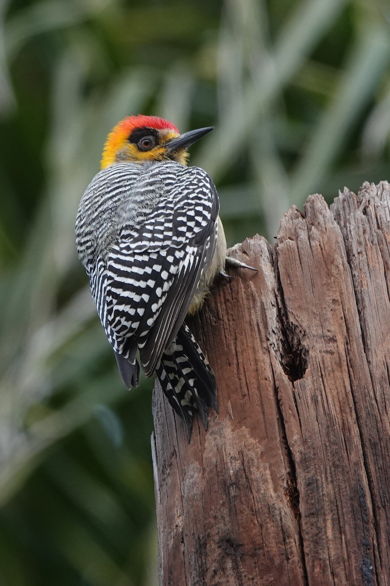 Golden-cheeked Woodpecker - ML418448591