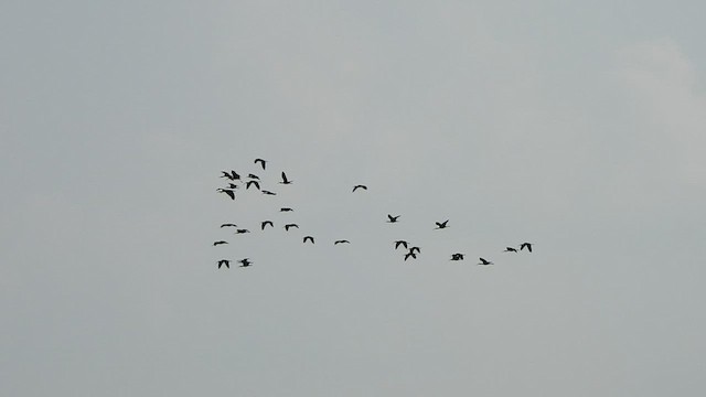 ibis hnědý - ML418448711