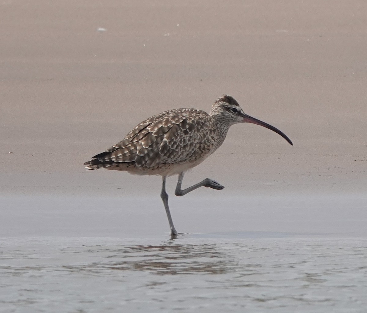 Whimbrel - Martin Pitt