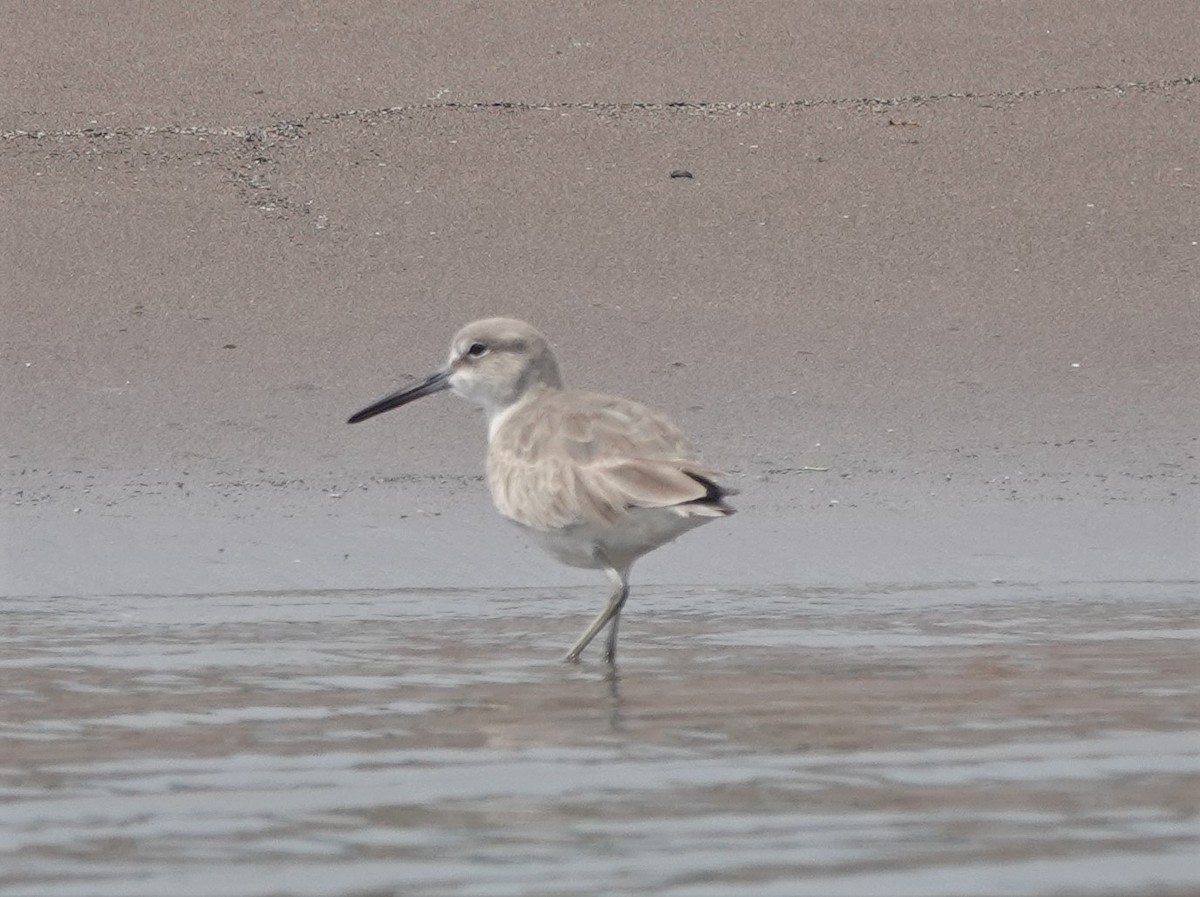 Willet - ML418448981