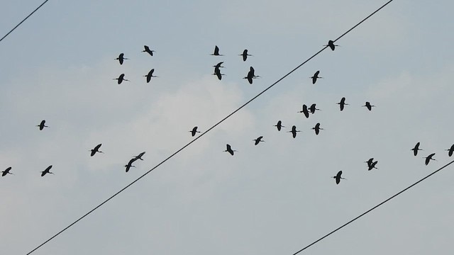 ibis hnědý - ML418449011