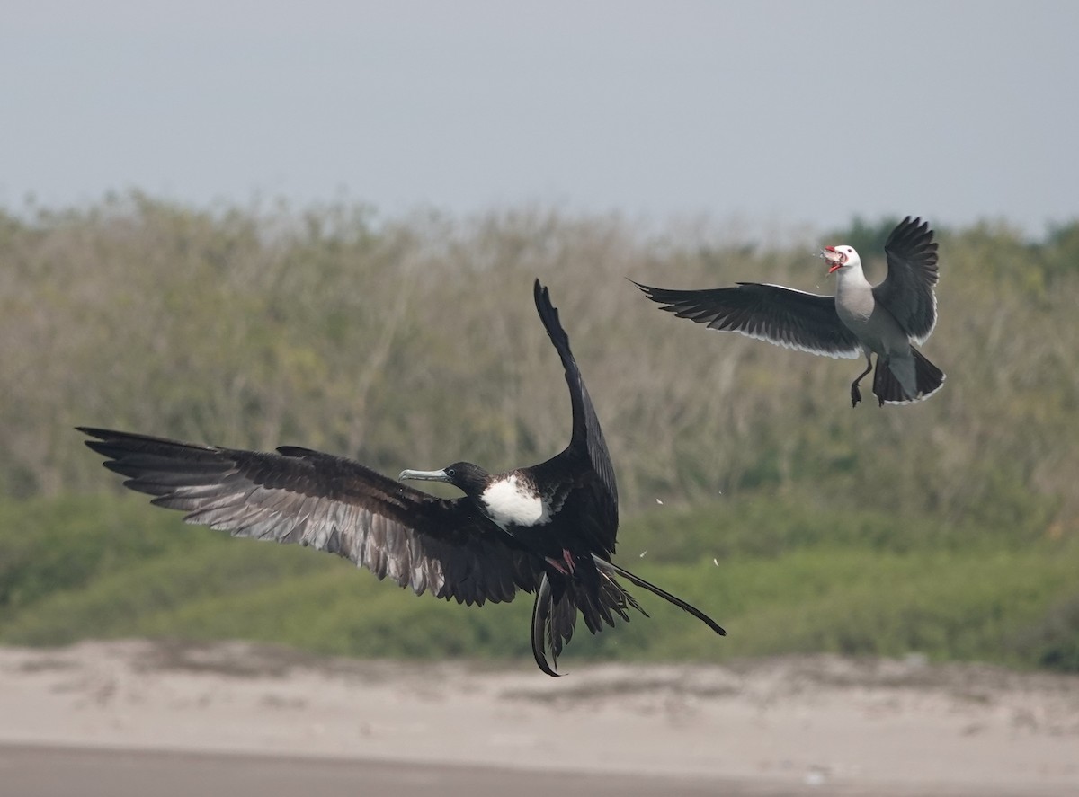 Magnificent Frigatebird - ML418449191