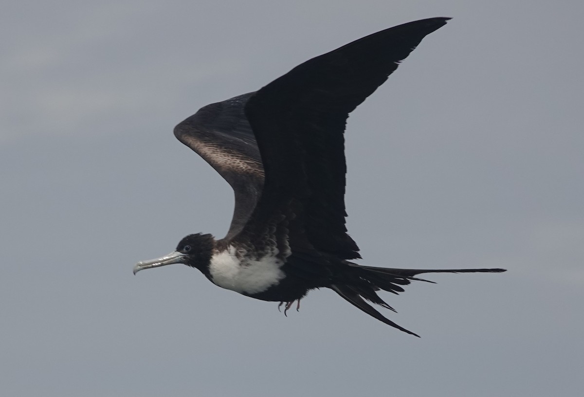 Magnificent Frigatebird - ML418449201