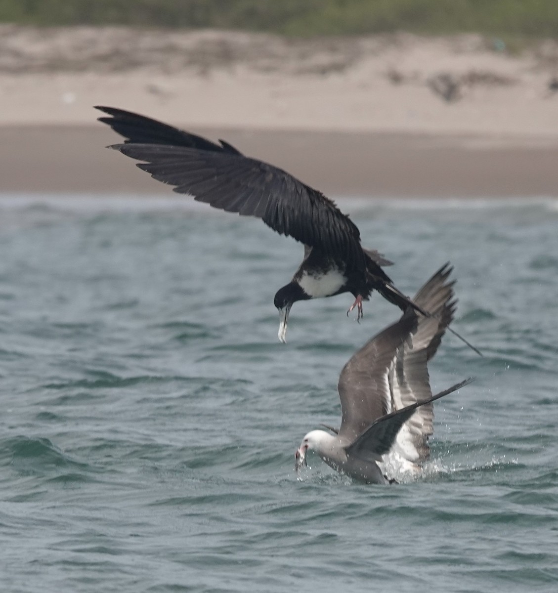 Magnificent Frigatebird - Martin Pitt