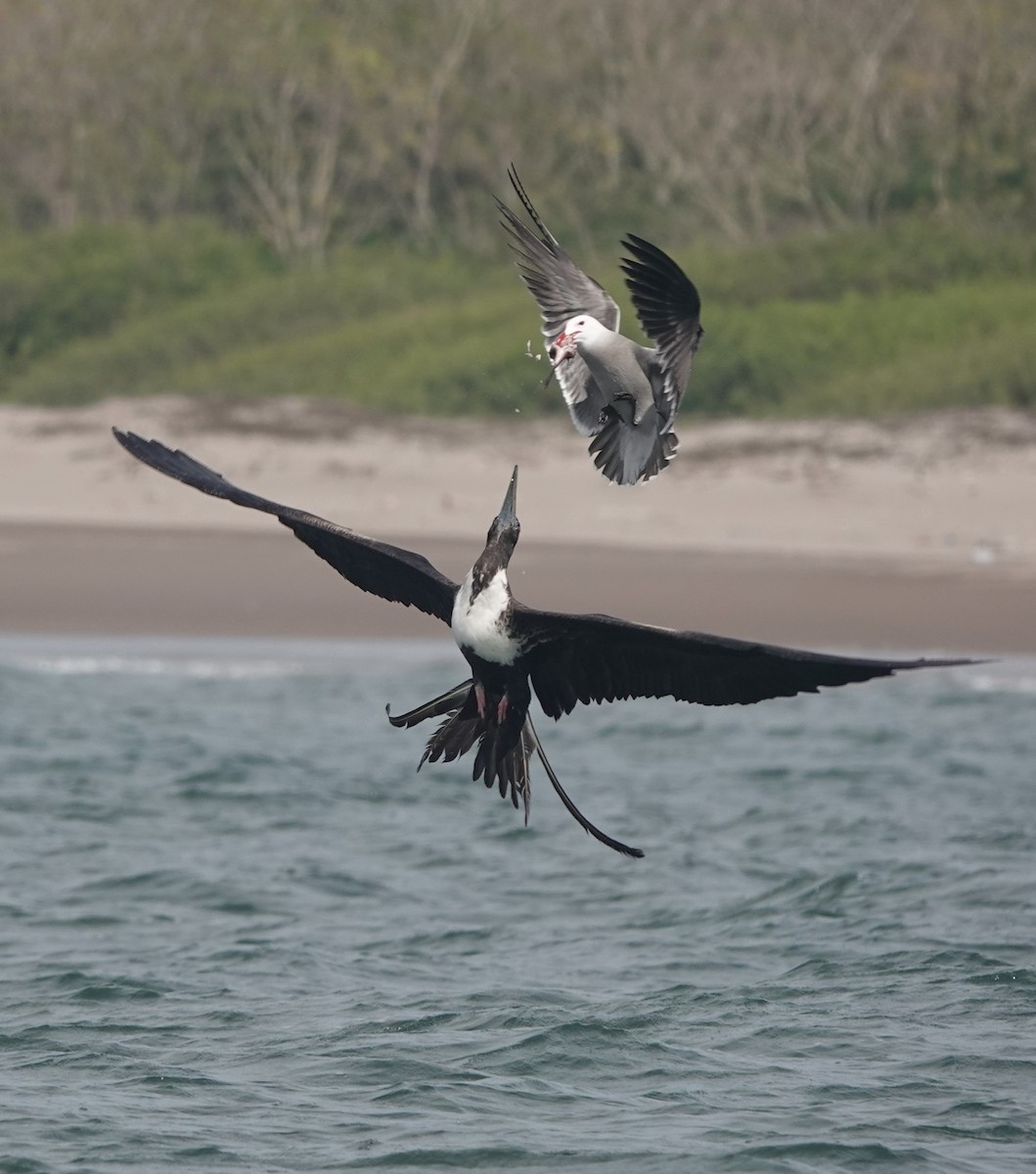 Magnificent Frigatebird - ML418449231