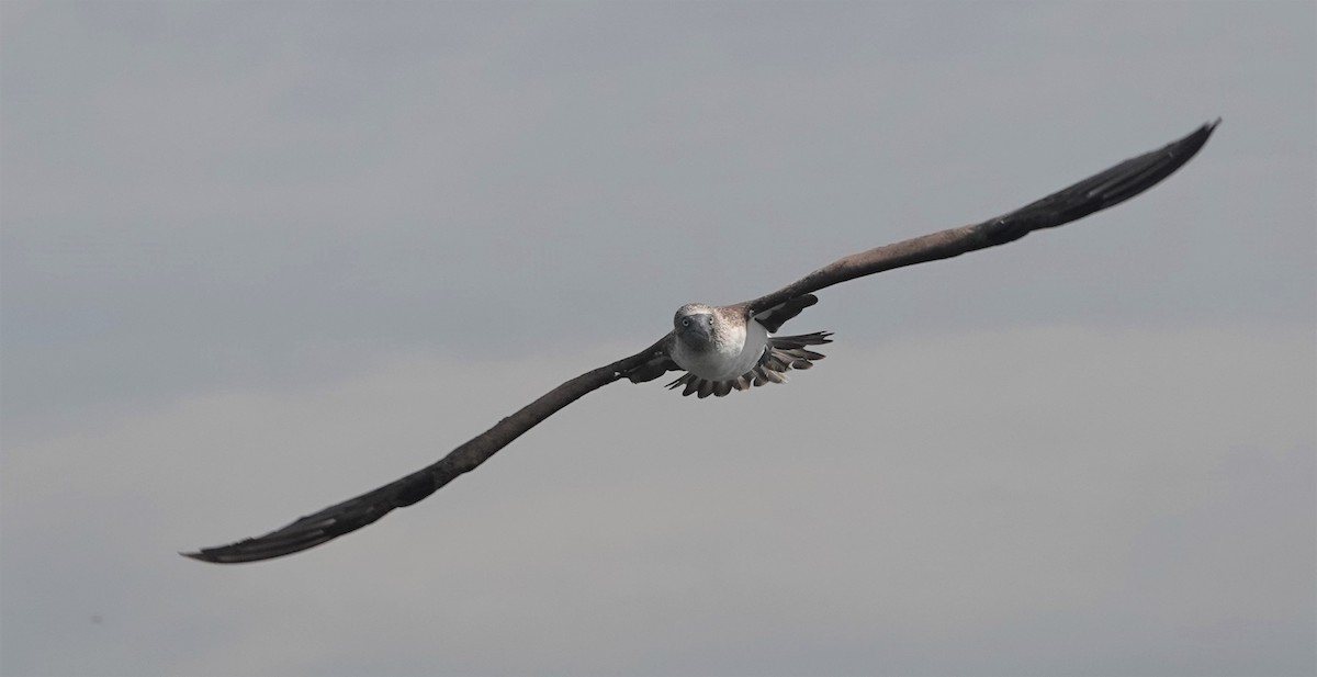 Blue-footed Booby - Martin Pitt