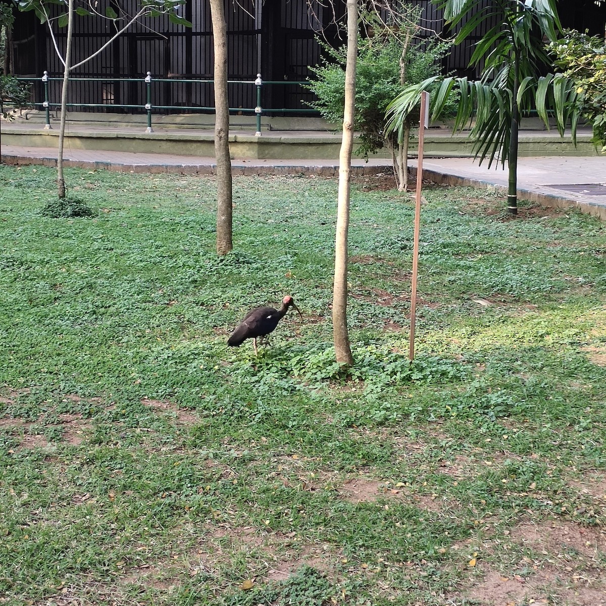 Red-naped Ibis - ML418450841