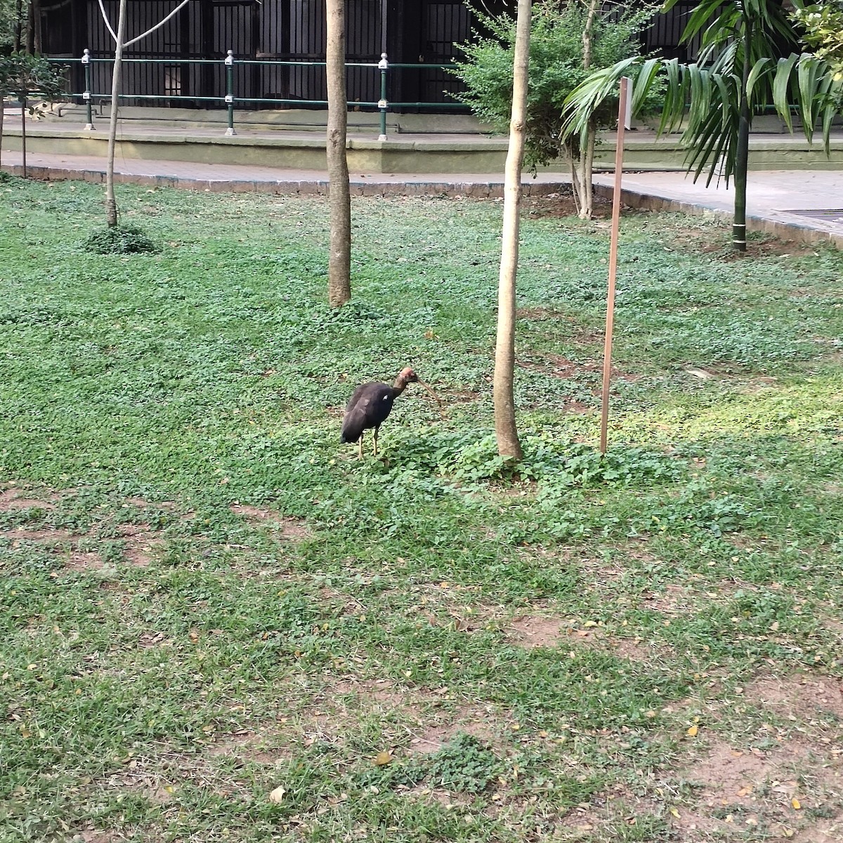 Red-naped Ibis - ML418450851