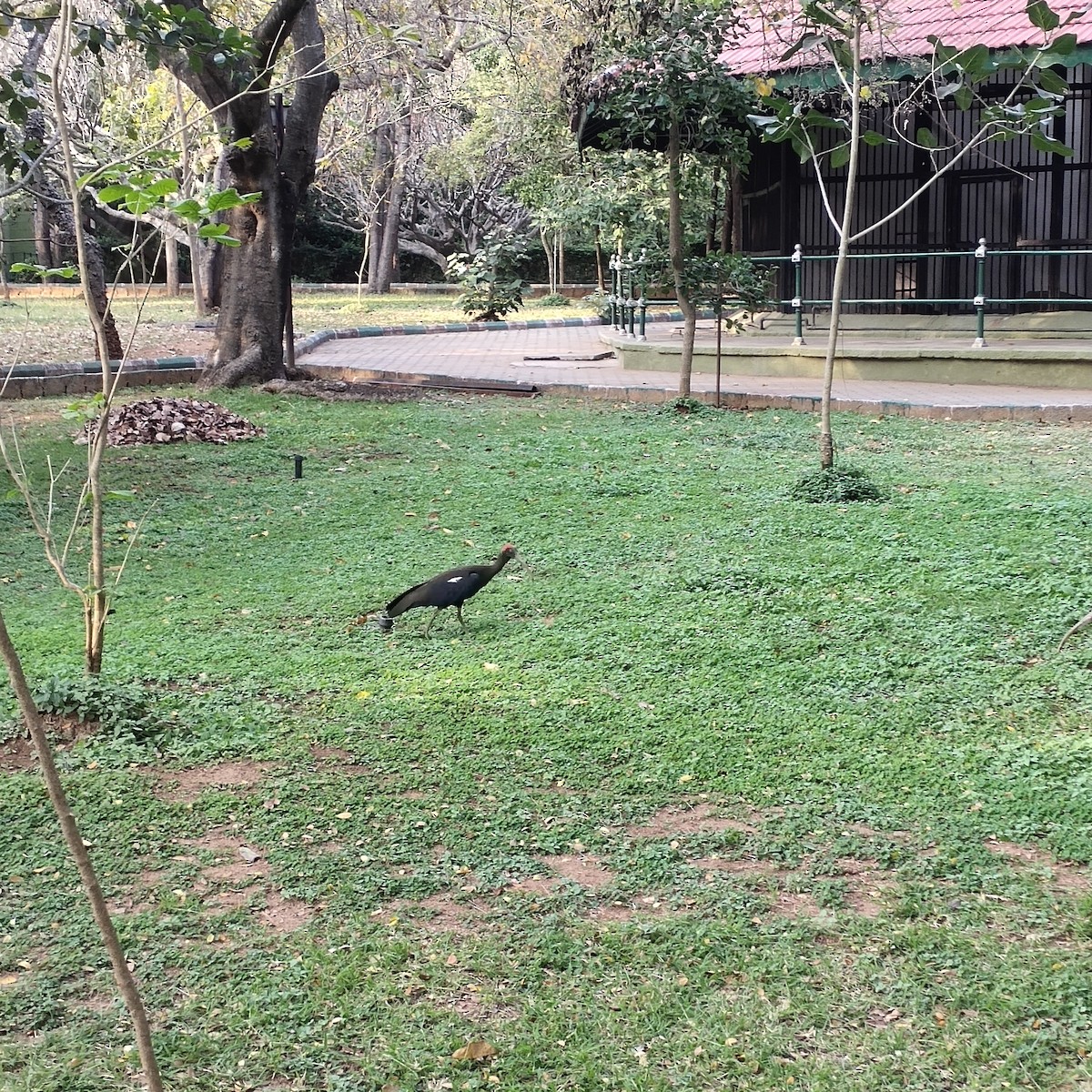 Red-naped Ibis - ML418450861