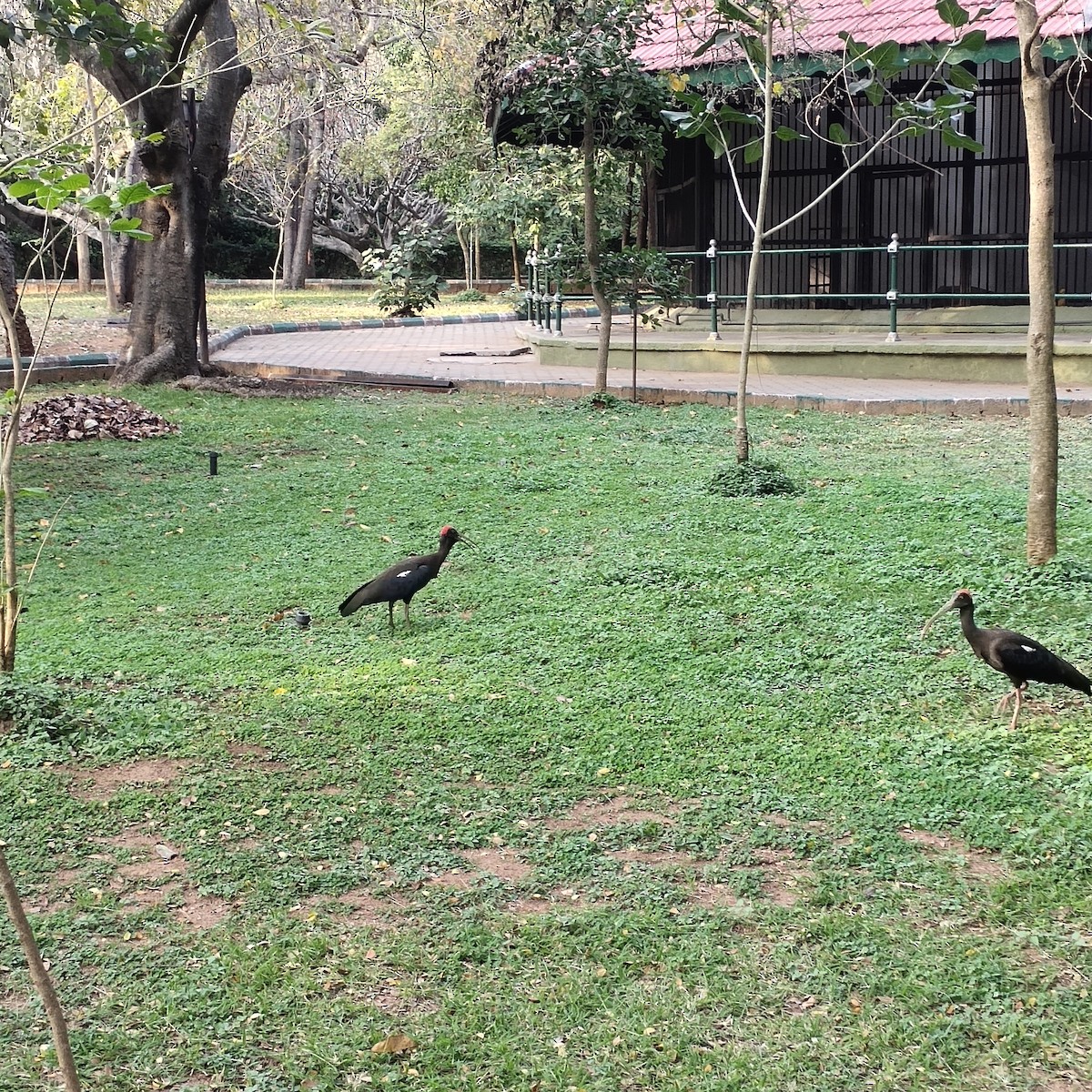 Red-naped Ibis - ML418450871