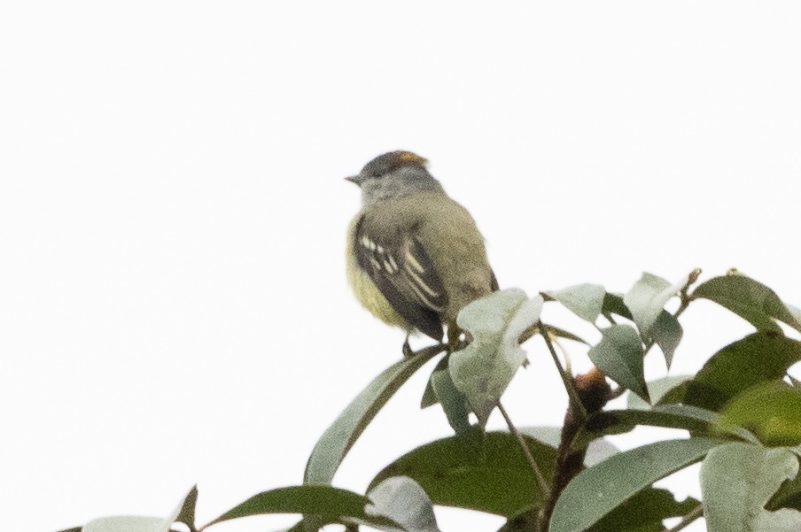 Yellow-crowned Tyrannulet - ML418452861