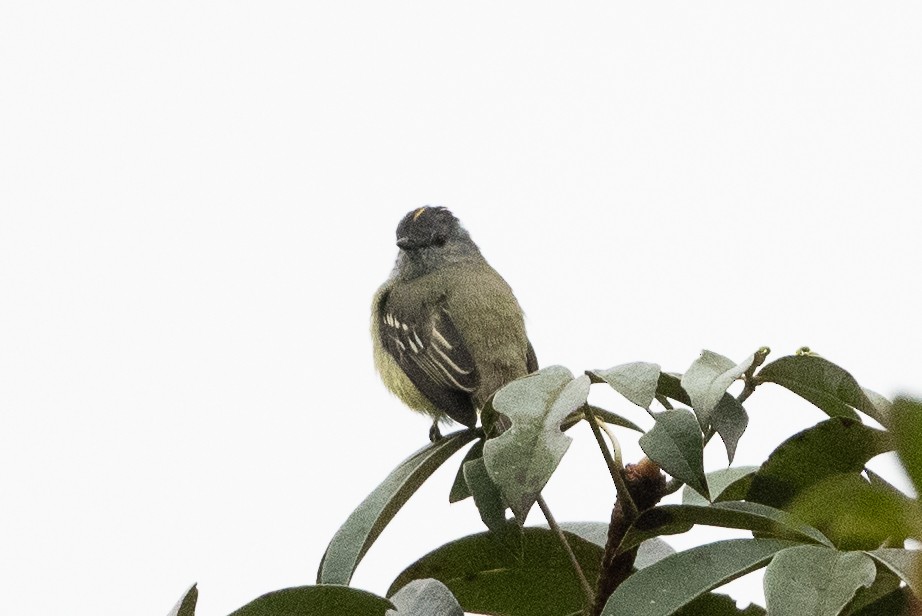 Yellow-crowned Tyrannulet - Adam Jackson