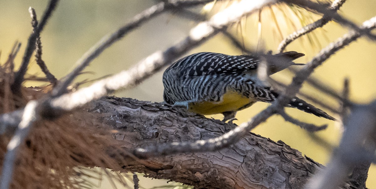 Williamson's Sapsucker - ML418453501