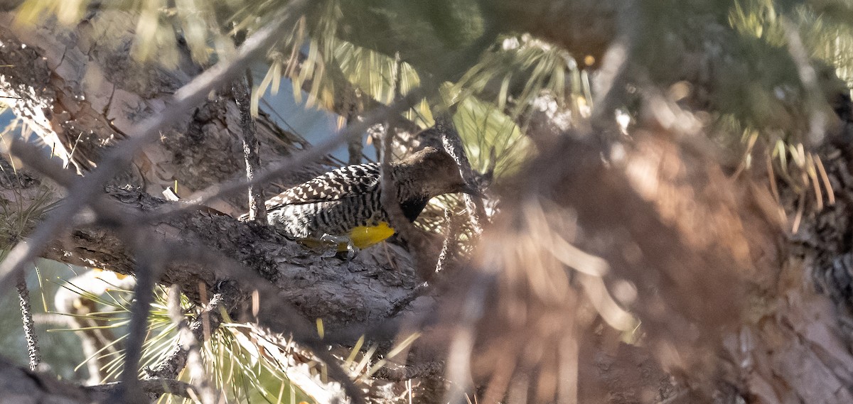 Williamson's Sapsucker - ML418453511