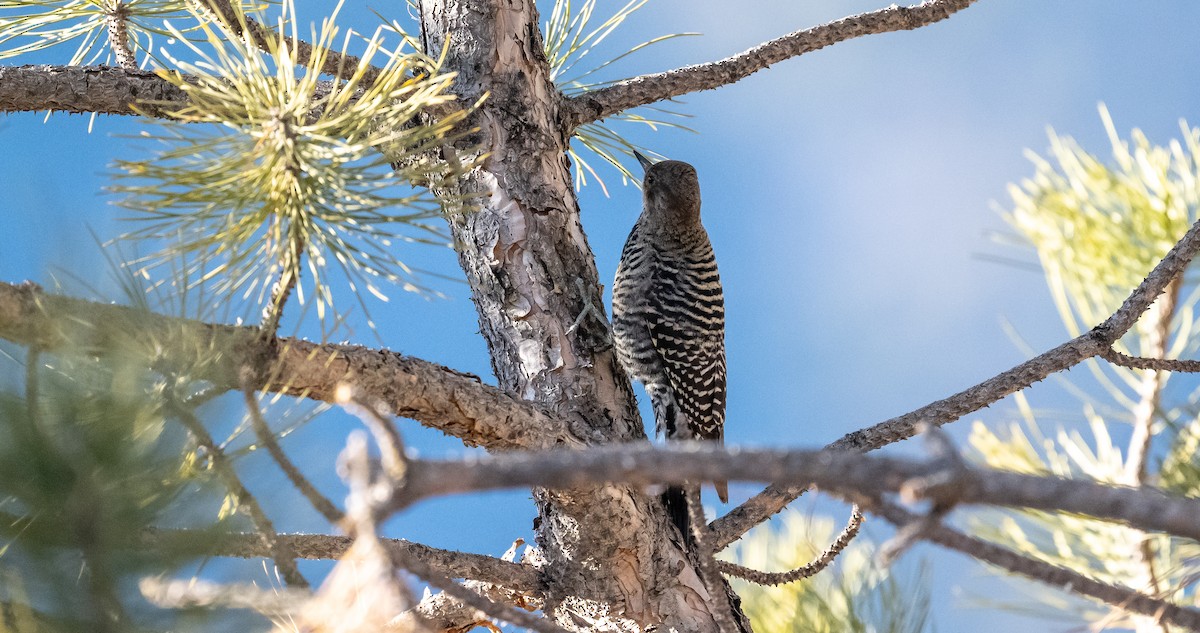 Williamson's Sapsucker - ML418453521