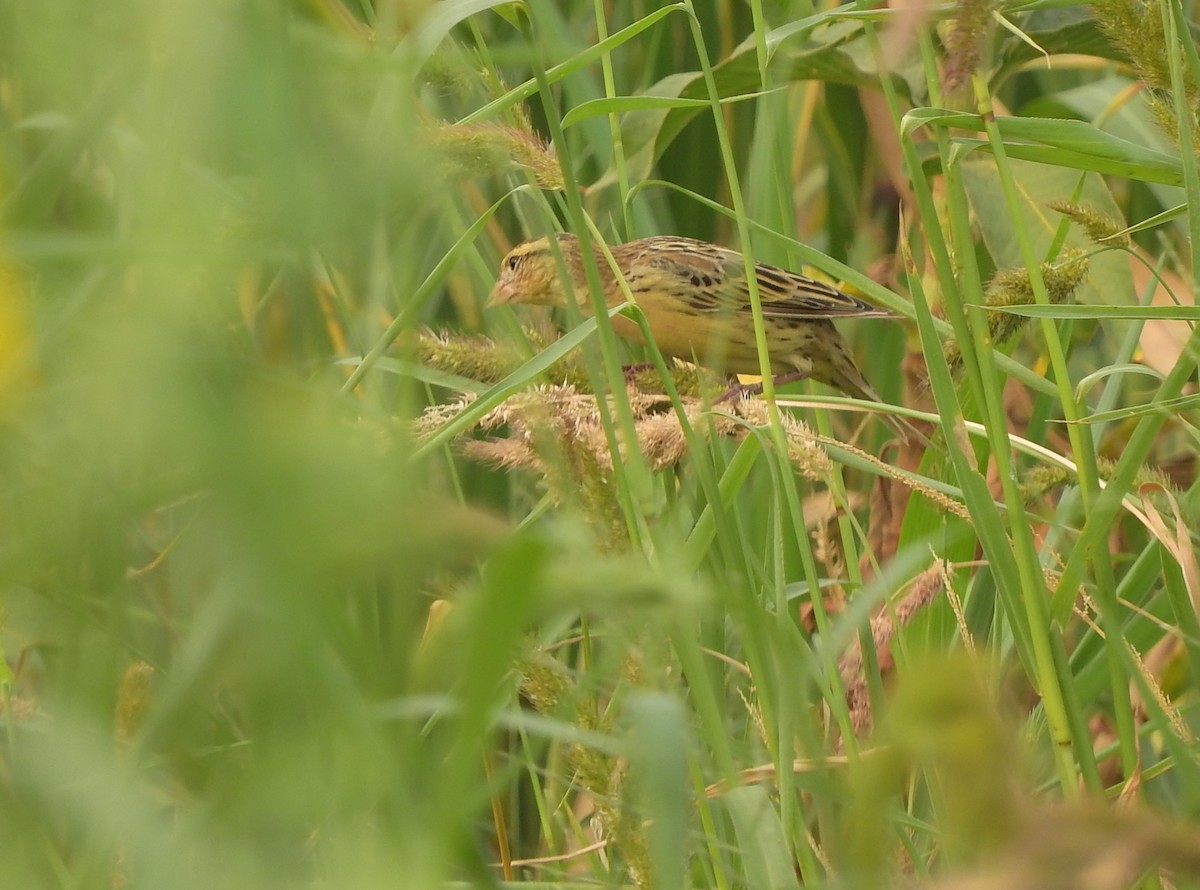 Bobolink - ML418453571