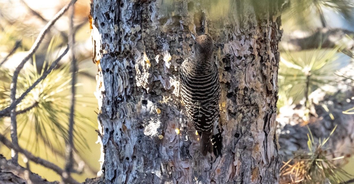 Williamson's Sapsucker - ML418455071