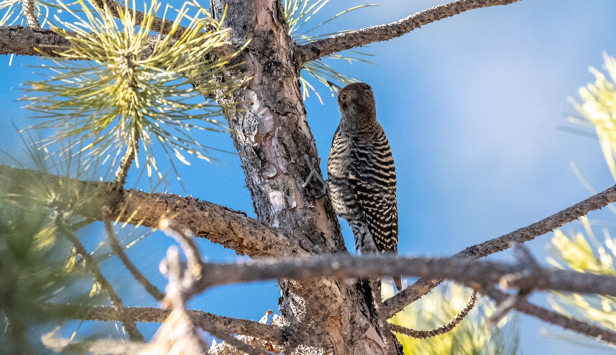 Williamson's Sapsucker - ML418455091