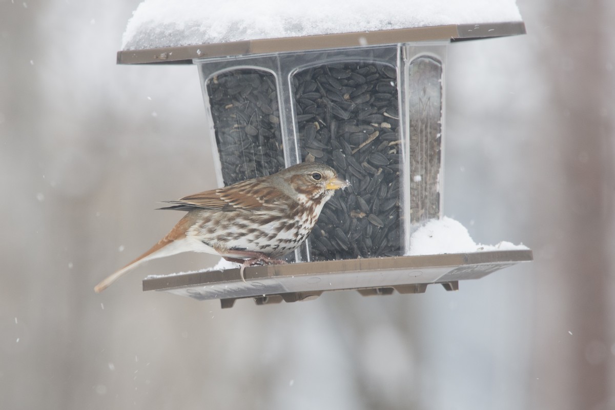 Fox Sparrow - Jean-Sébastien Mayer