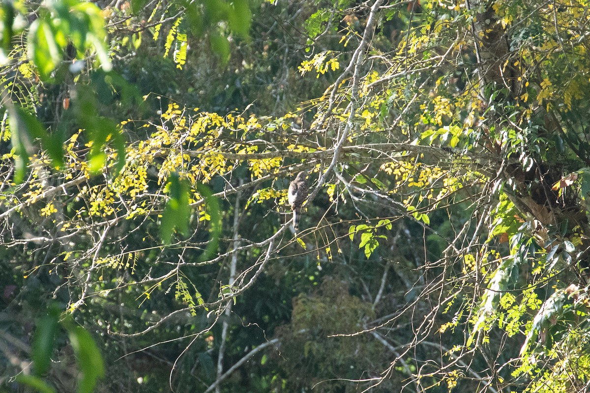 Oriental Honey-buzzard - ML418457431