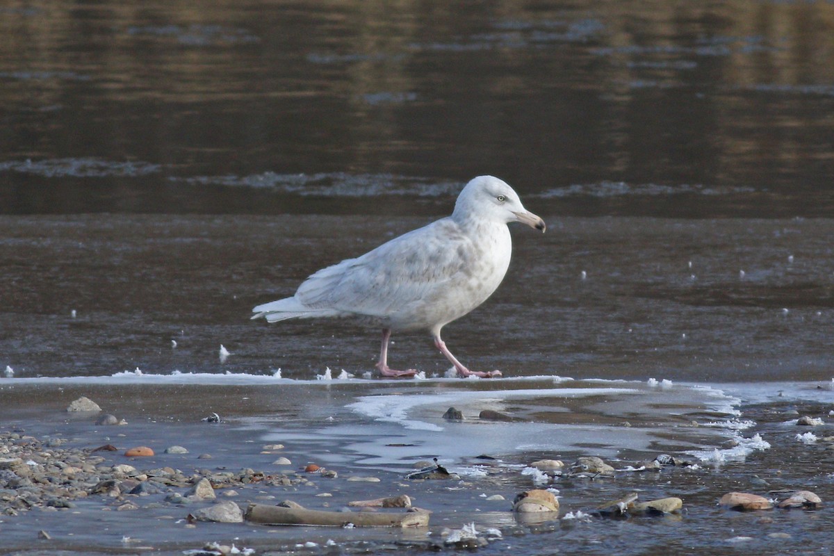 Glaucous Gull - ML418458141