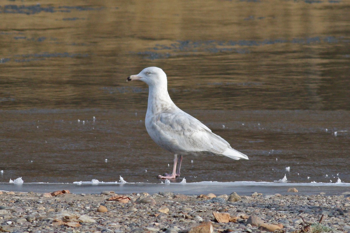 Glaucous Gull - ML418458151