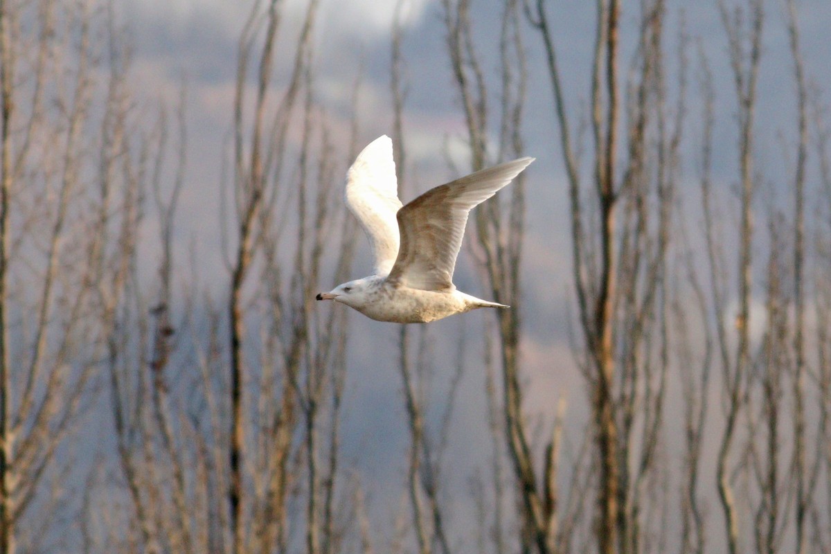 Glaucous Gull - ML418458161