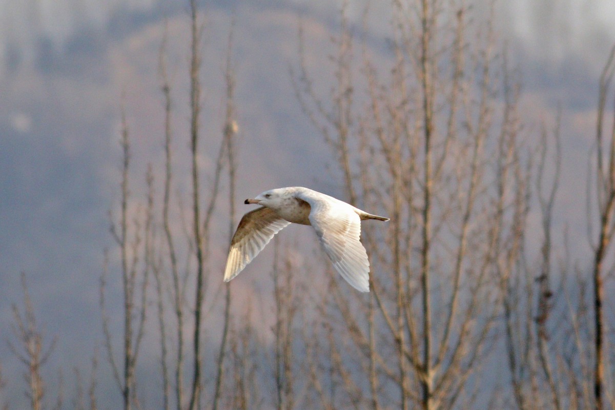 Glaucous Gull - ML418458171