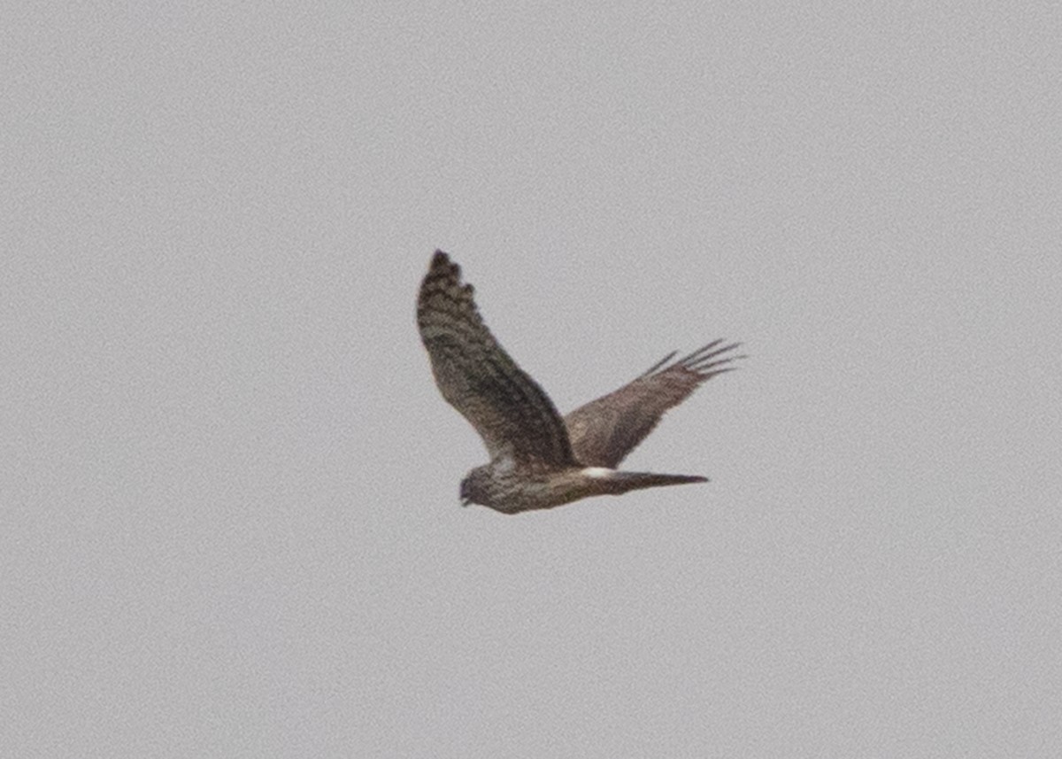 Hen Harrier - Ayuwat Jearwattanakanok