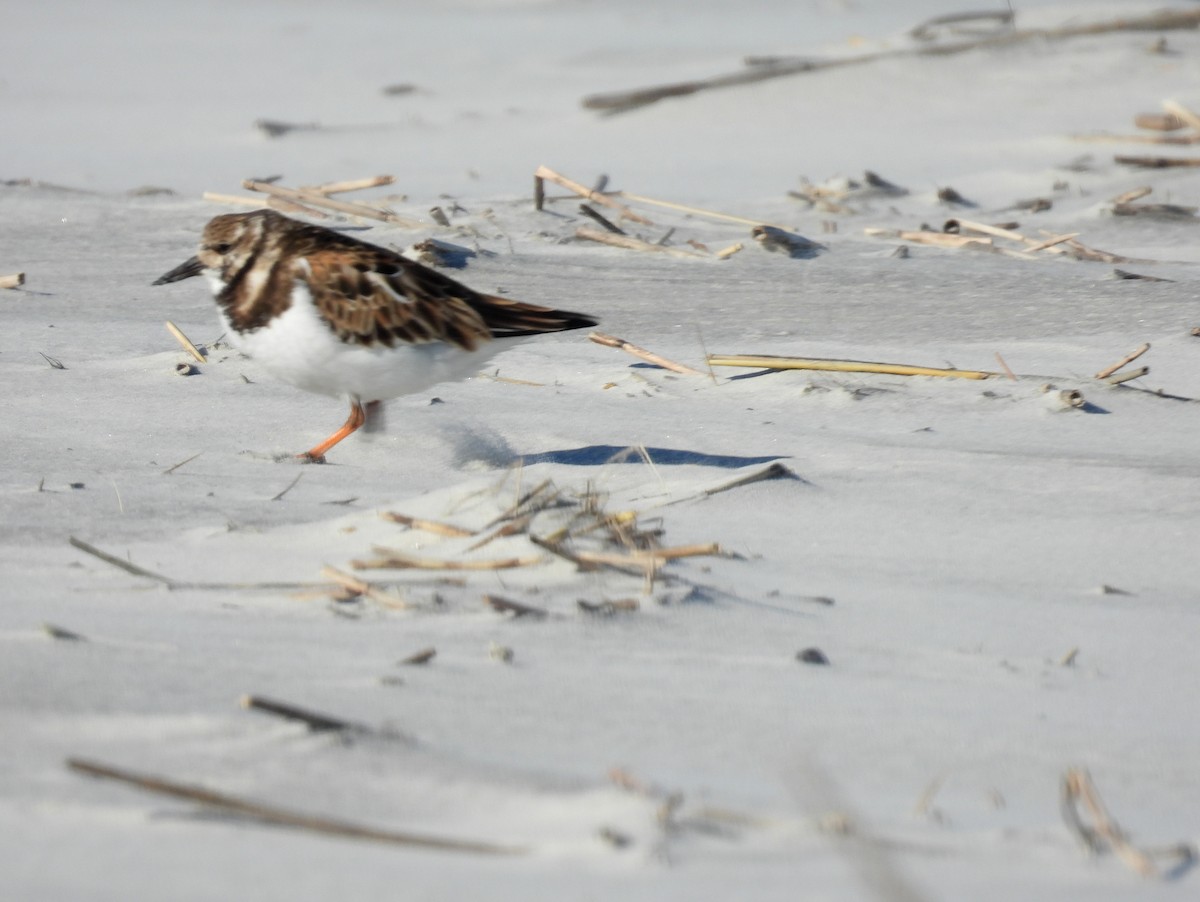 Ruddy Turnstone - ML418462151