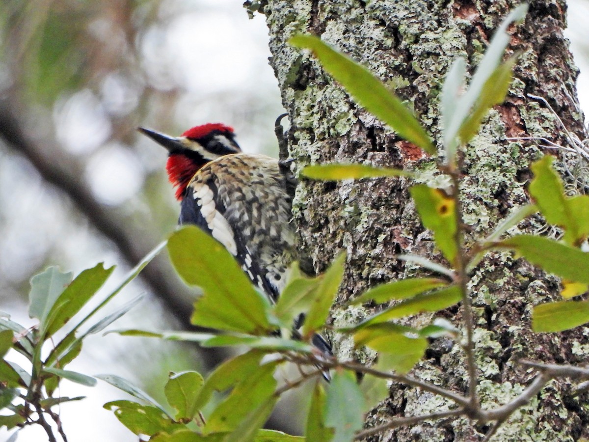 Yellow-bellied Sapsucker - ML418464521