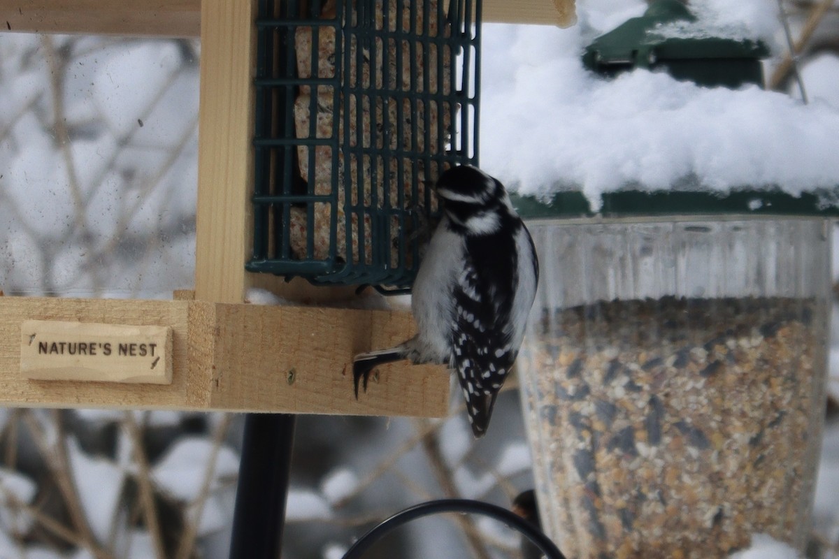 Downy Woodpecker - Jess Daze