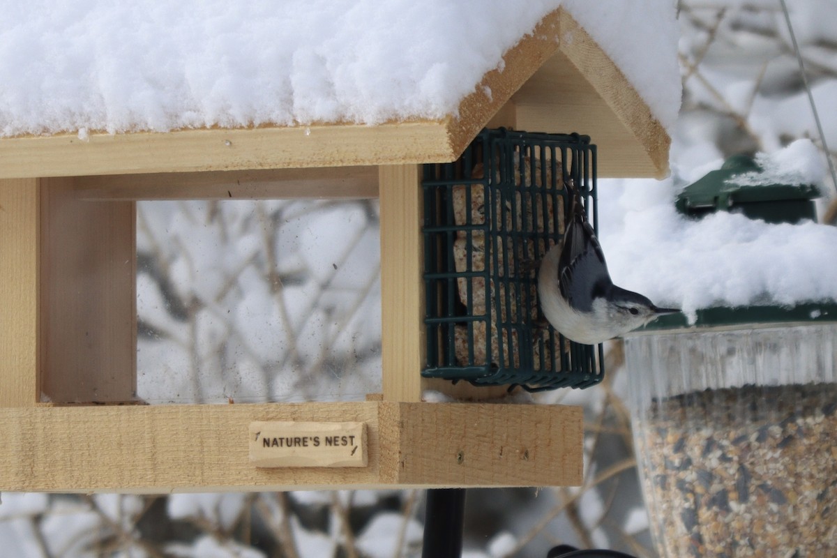 White-breasted Nuthatch - Jess Daze