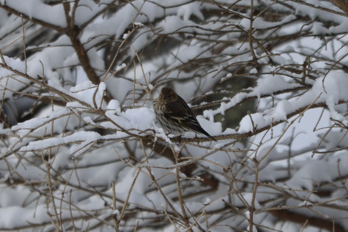 Pine Siskin - ML418465361