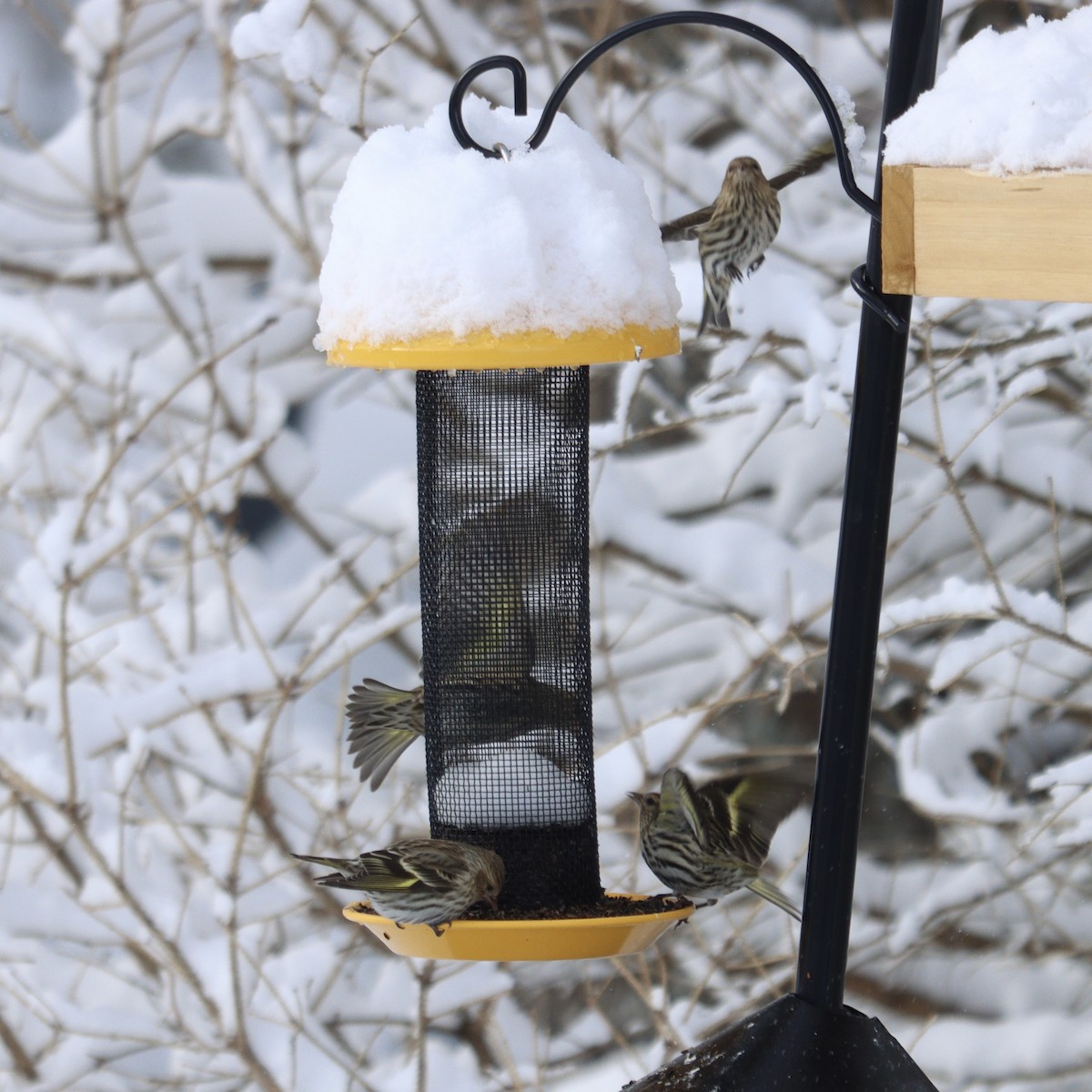 Pine Siskin - Jess Daze