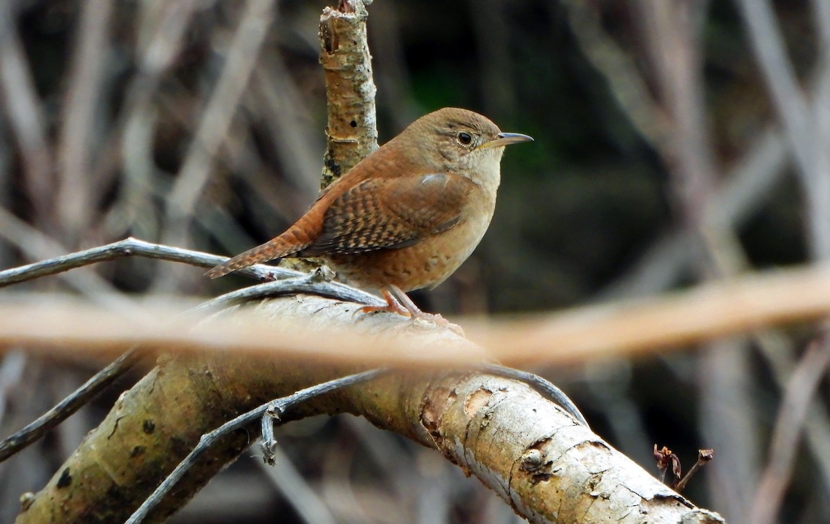 House Wren - Michael Oliver