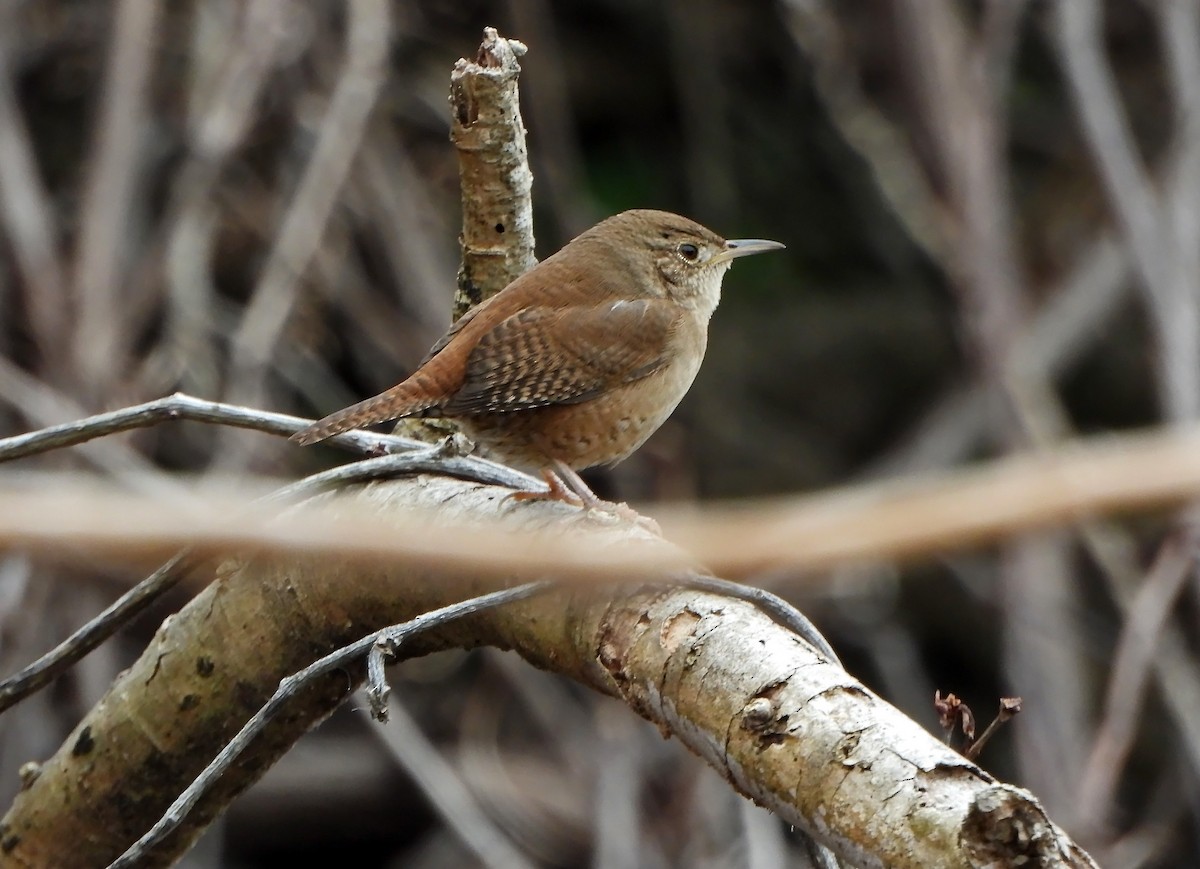 House Wren - ML418465701