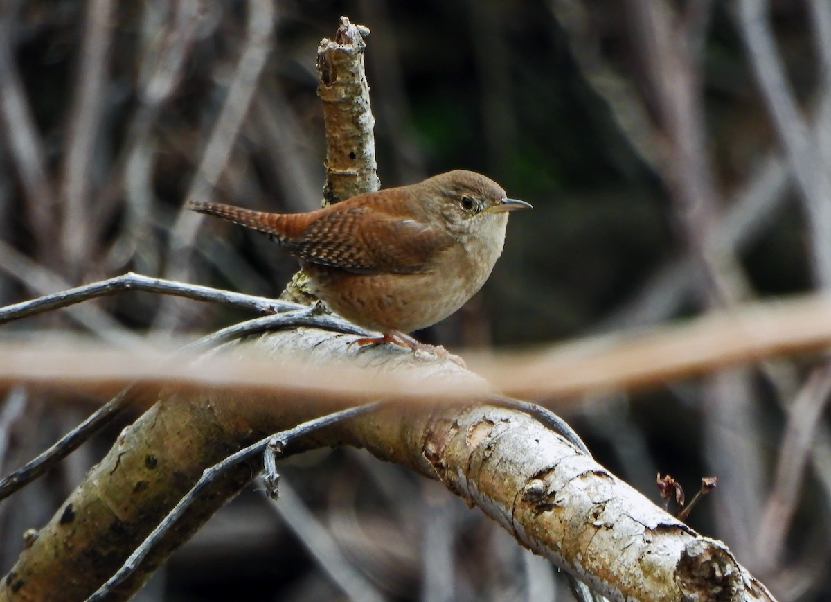 House Wren - Michael Oliver