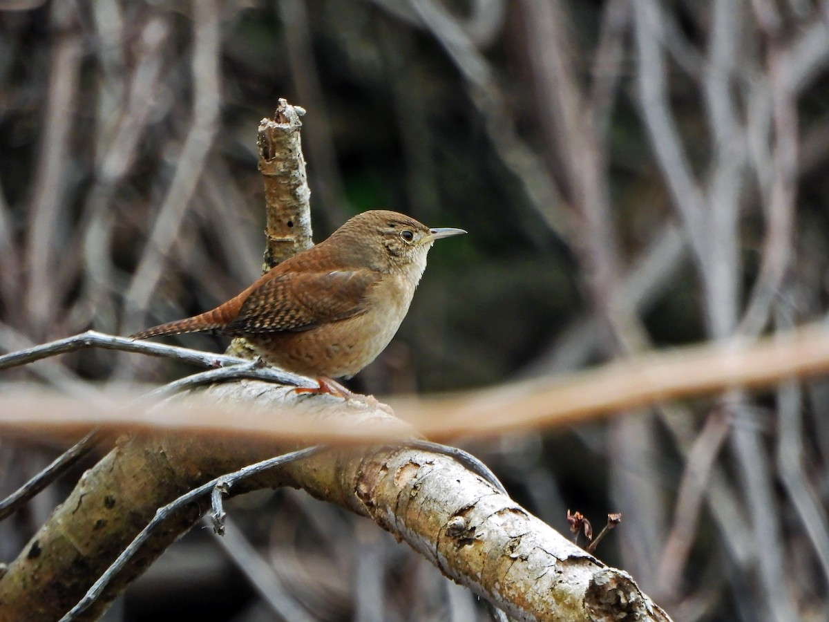 House Wren - ML418465741