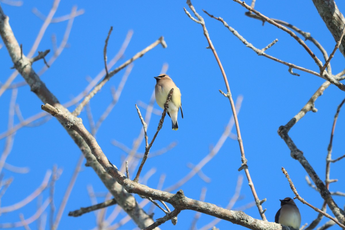 Cedar Waxwing - ML418466551