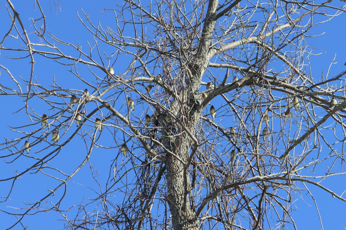 Cedar Waxwing - ML418466691