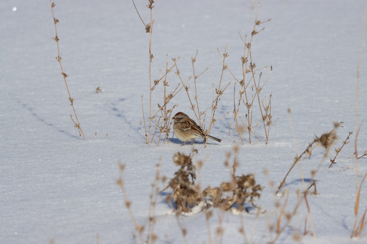 American Tree Sparrow - Jess Daze