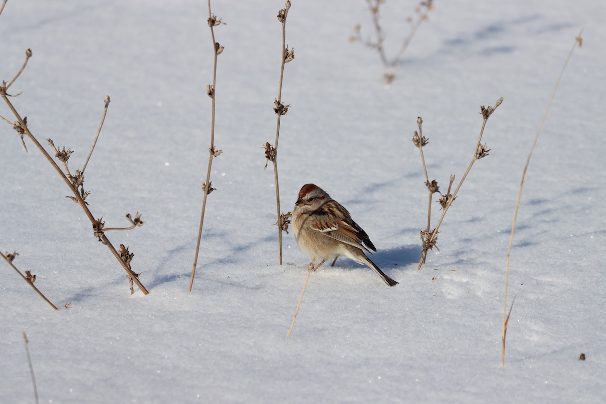 American Tree Sparrow - Jess Daze